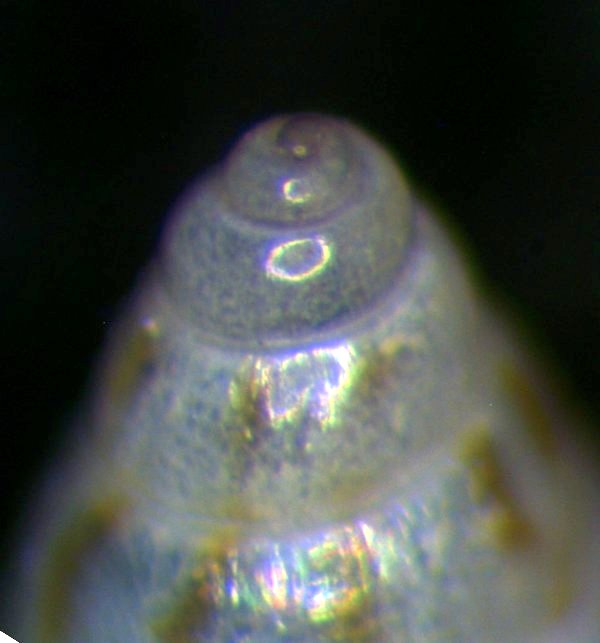 Crisilla beniamina o semistriata?